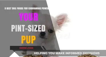 Powering Your Pint-Sized Pup: Top Dog Foods for Chihuahuas