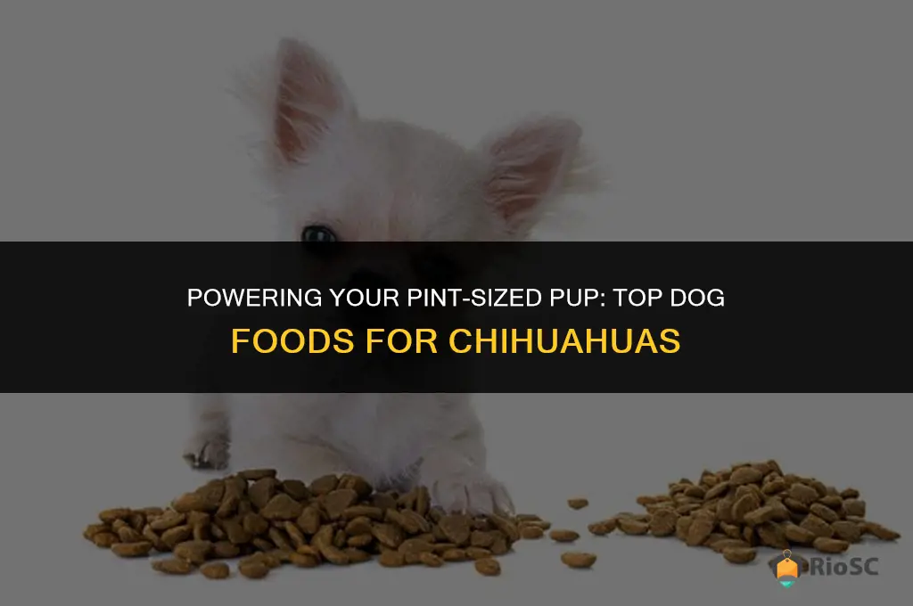 5 best dog foods for chihuahuas powering your pint-sized pup