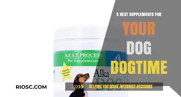 Top Canine Wellness Picks: Essential Supplements to Boost Your Dog's Health and Happiness