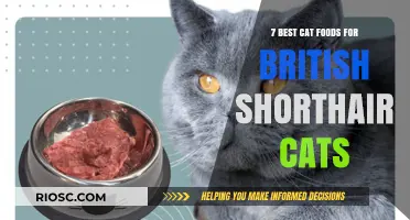 Top-Rated Nutrition: The Best Cat Foods for British Shorthairs