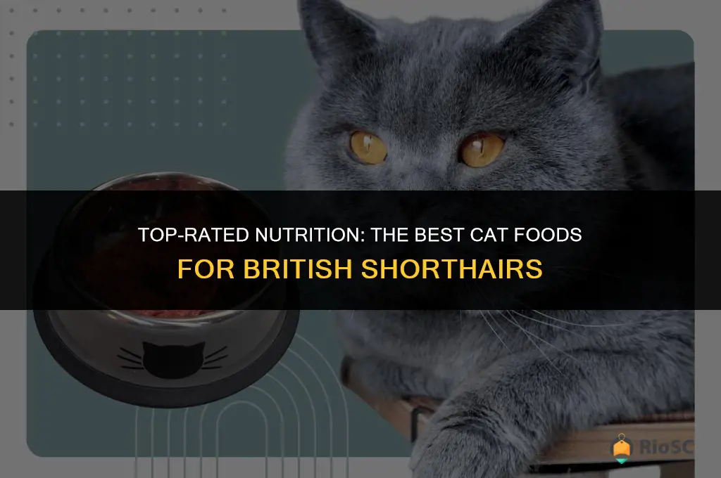 7 best cat foods for british shorthair cats
