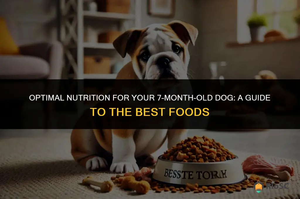 7 month old dog best food