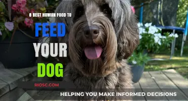 Healthy Treats for Your Furry Friend: Top Human Foods Safe for Dogs