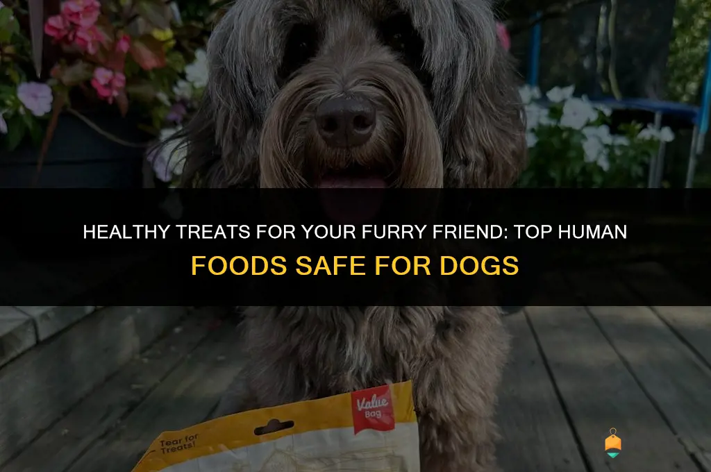 8 best human food to feed your dog