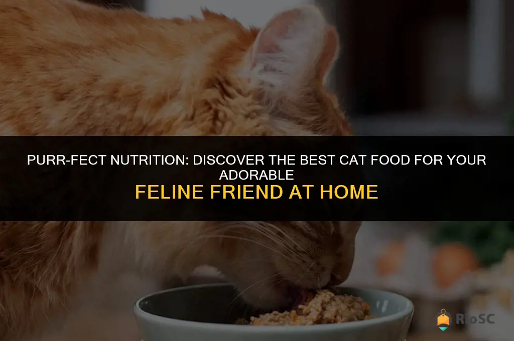 adorable home best cat food