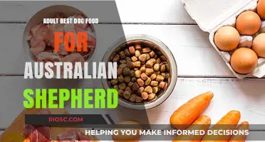 Nutrition for Your Aussie: The Best Dog Food for Australian Shepherds