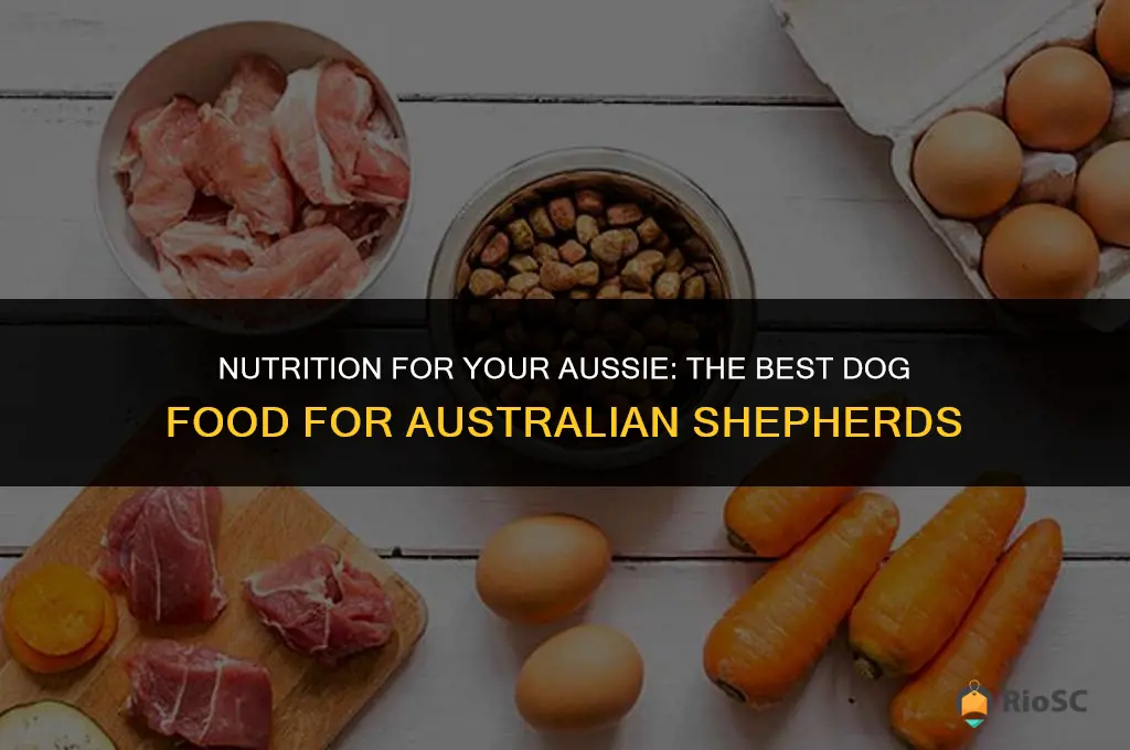 adult best dog food for australian shepherd