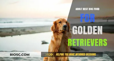 Nutritional Excellence for Golden Retrievers: Unveiling the Best Adult Dog Food Options