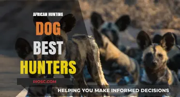 African Hunting Dogs: The Ultimate Predators of the Savanna