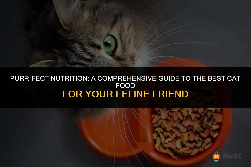 all about cats best cat food