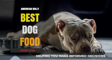 Optimal Nutrition for Your American Bully: A Guide to the Best Dog Food Choices