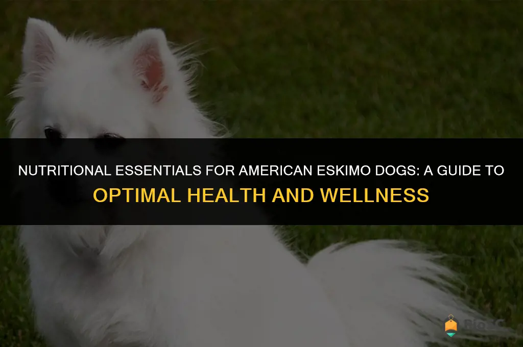 american eskimo dog best food