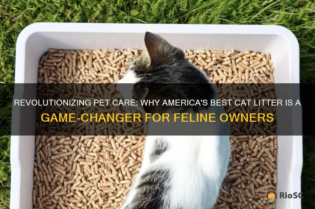 americas best cat litter