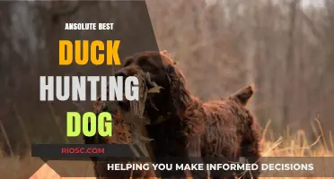 The Ultimate Companion: Unveiling the Absolute Best Duck Hunting Dog Breed