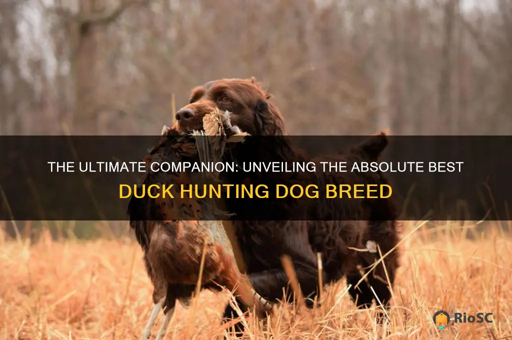 ansolute best duck hunting dog