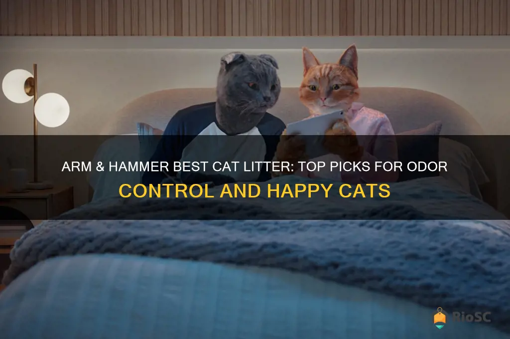 arm & hammer best cat litter cats