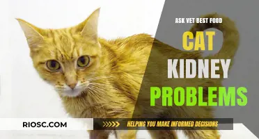 Expert Vet Recommendations: Optimal Diet for Cats with Kidney Issues