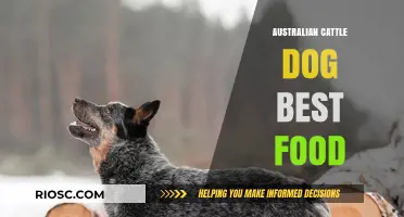 Top Nutrition Picks: Fueling Your Australian Cattle Dog for Optimal Health and Energy
