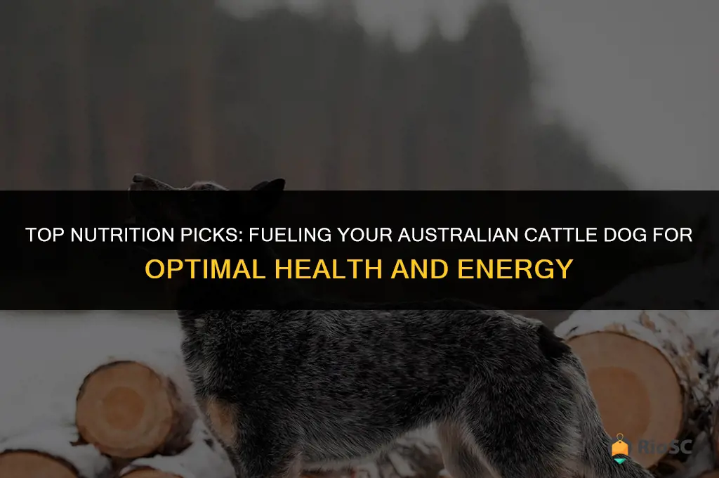 australian cattle dog best food