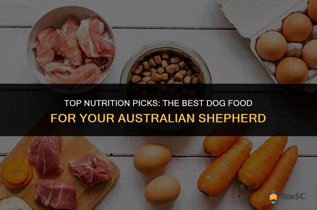 australian shepherd best dog food