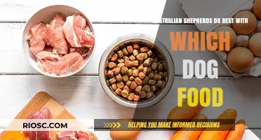 Optimal Nutrition for Australian Shepherds: A Guide to the Best Dog Food Choices