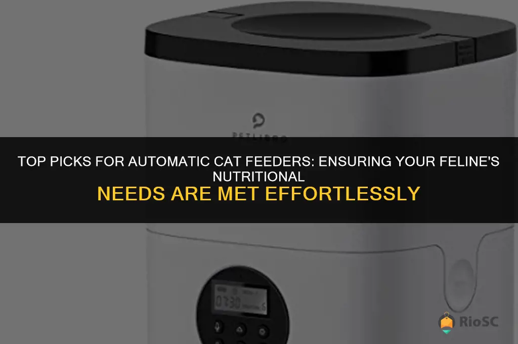automatic cat food best