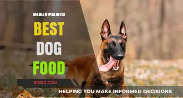 Nutrition for the Energetic Belgian Malinois: A Guide to the Best Dog Foods
