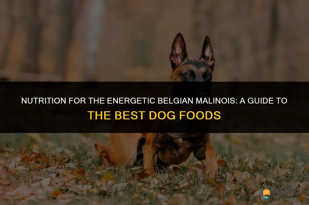 belgian malinois best dog food