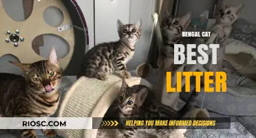Top Litter Picks for Bengal Cats: Keeping Your Feline Friend Happy and Healthy