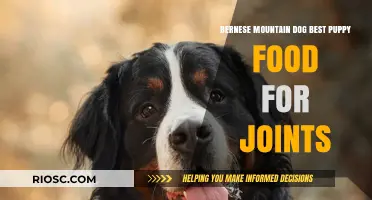 Nourishing Growth: The Best Puppy Food for Joint Health in Bernese Mountain Dogs