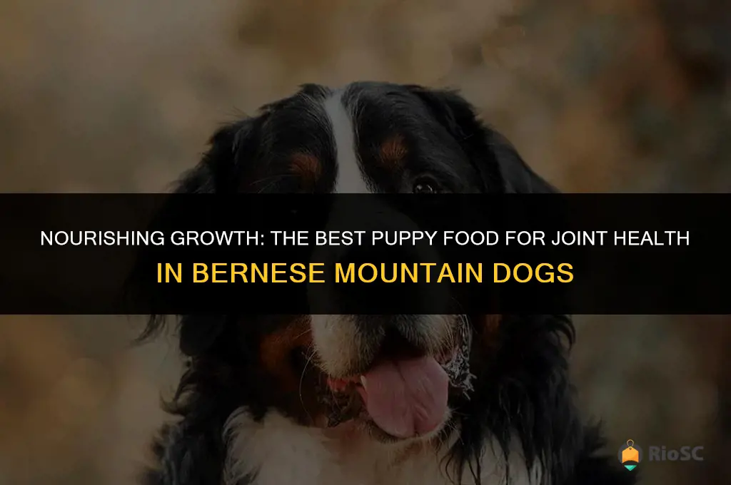 bernese mountain dog best puppy food for joints