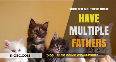 Bessie's Best Cat Litter: Unraveling the Mystery of Kittens with Multiple Fathers