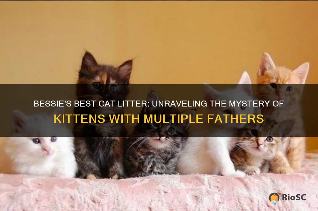 bessie best cat litter of kittens have multiple fathers