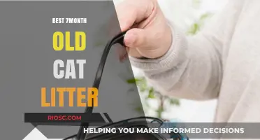 Top Picks for 7-Month-Old Cats: Choosing the Best Litter for Your Growing Feline