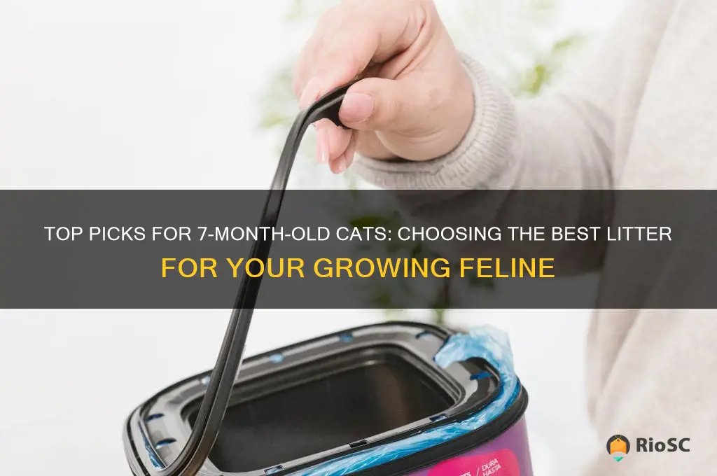 best 7month old cat litter