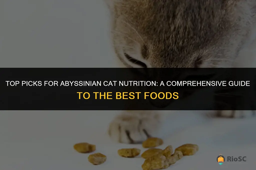 best abyssinian cat food