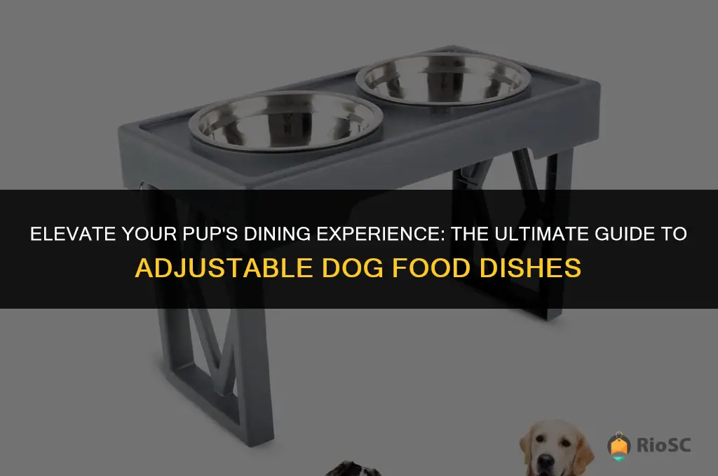 best adjustable dog food dish