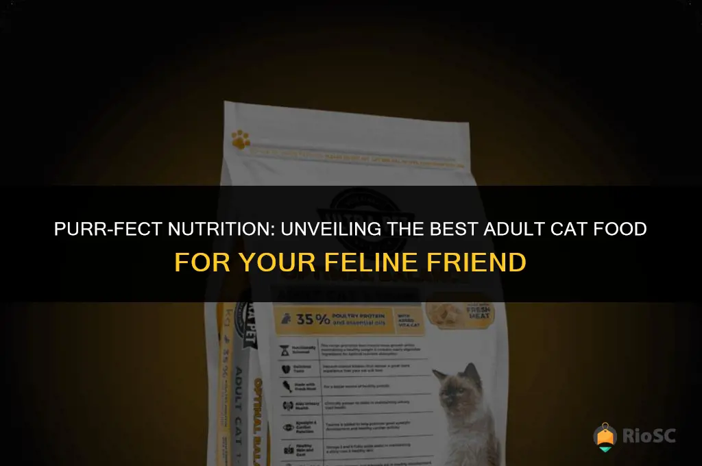 best adult cat food i love my cat