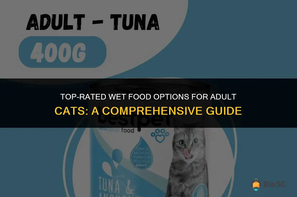 best adult cat food wet