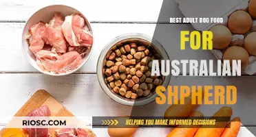 Top-Rated Adult Dog Food Options for Australian Shepherds: A Comprehensive Guide