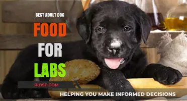 Top-Rated Adult Dog Food Options for Labrador Retrievers: Nutrition and Health Benefits