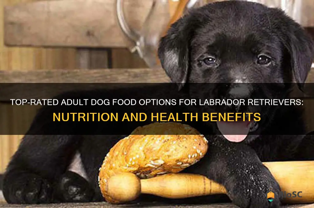 best adult dog food for labs