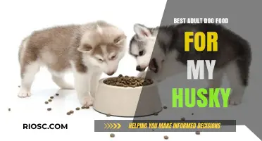 Nutrition for Your Husky: Top Adult Dog Food Picks