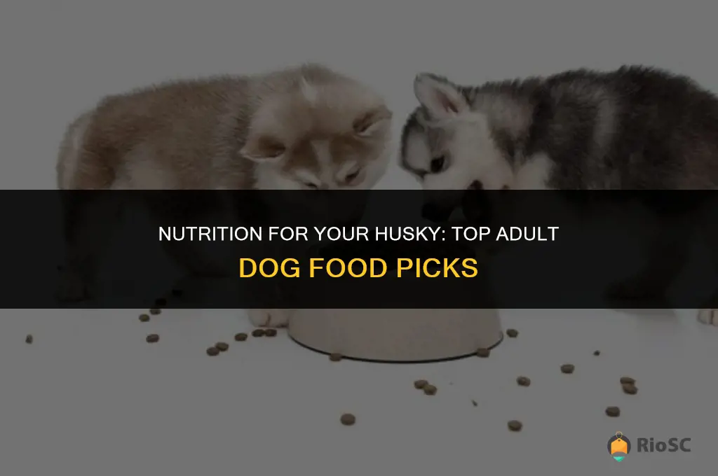 best adult dog food for my husky