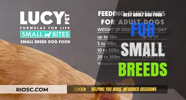 Nutritious Choices: Top Adult Dog Food Options for Small Breeds