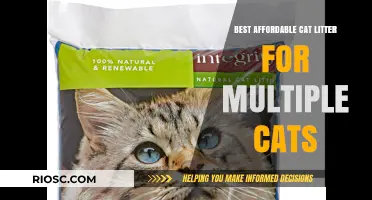 Budget-Friendly Cat Litter Solutions: Top Picks for Multi-Cat Households