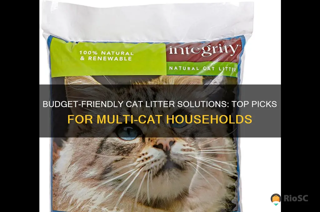 best affordable cat litter for multiple cats