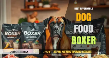 Top Picks for Affordable, Nutritious Dog Food for Boxers