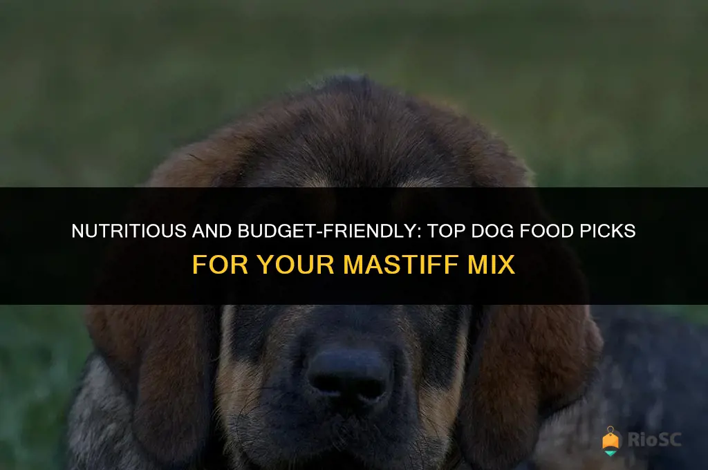 best affordable dog food for mastiff mix