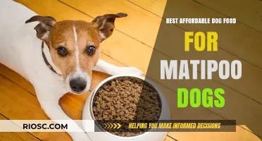 Nutritious and Budget-Friendly: Top Dog Food Picks for Your Matipoo